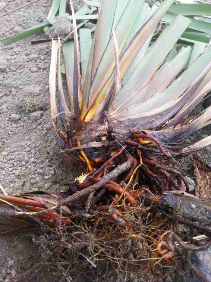 Dividing flax. Homesteading in NZ