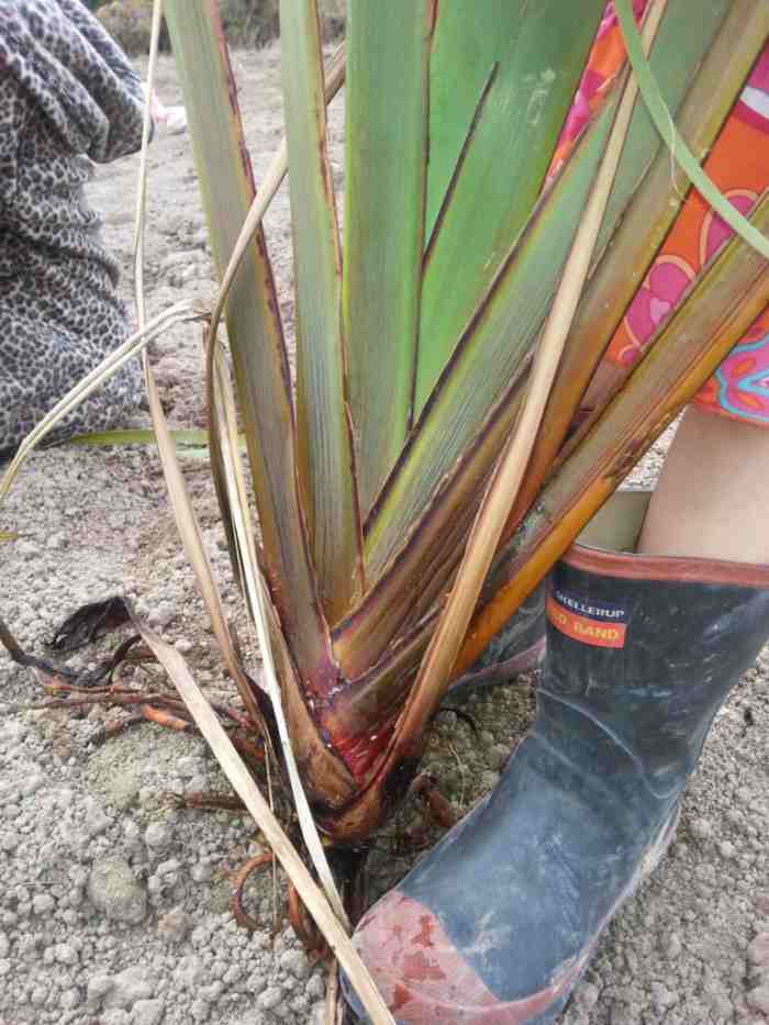 Dividing flax. Homesteading in NZ