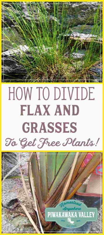When you start a new garden, or renovate and old one, plants can be expensive! Did you know you can get free plants by dividing flax, tussock and other grasses? #gardening #frugal #homesteading