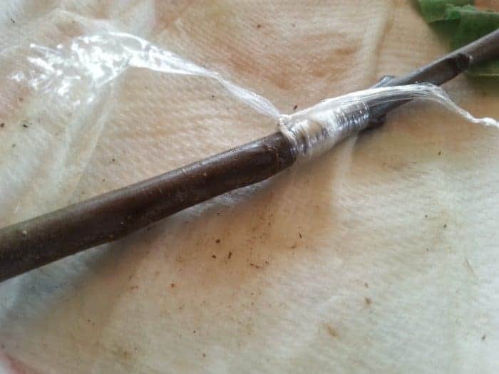 how to: grafting fruit trees. An easy guide to grafting your own fruit tree