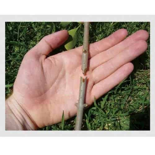 how to: grafting fruit trees. An easy guide to grafting your own fruit tree