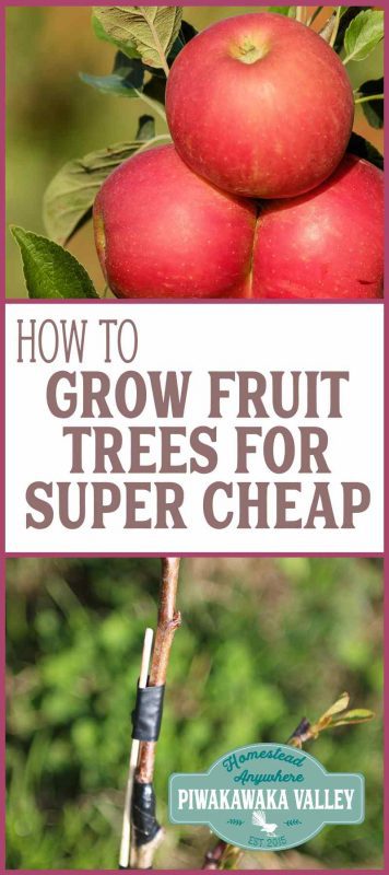 This step by step guide will show you how easy it is to graft your own fruit trees. Grafting fruit trees ourselves means we have to wait a couple more years for fruit. It also means I can do it for around $6/tree.