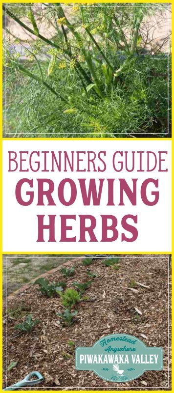 Have you put off growing herbs in your garden because you don't know where to start? Here is some tips for beginners to growing your own herbs at home. #herbs #gardening #homesteading