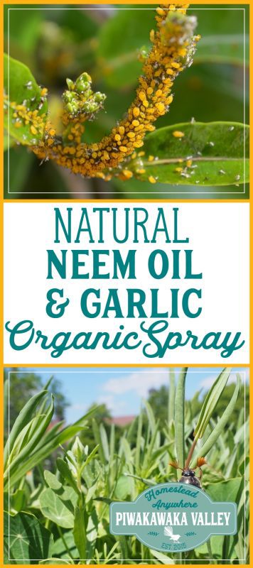 Do you have a problem with whitefly or aphids? Make your own Effective Pesticide Neem Oil and Garlic Organic Spray Recipe. Pin it for later! #organic #permaculture #vegetablegarden