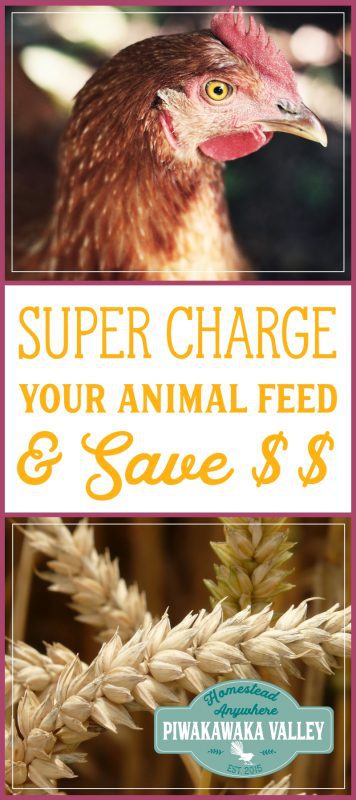 Fermenting your animal feed has many benefits, and it makes your grain go further which saves you money! Find out how to ferment your grain and why you should here.