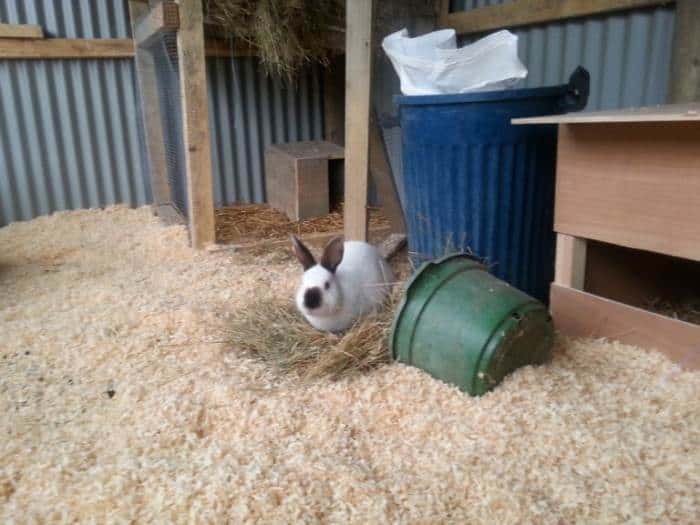 Plan the BEST Rabbit Colony Setup Housing Meat Rabbits in a Colony