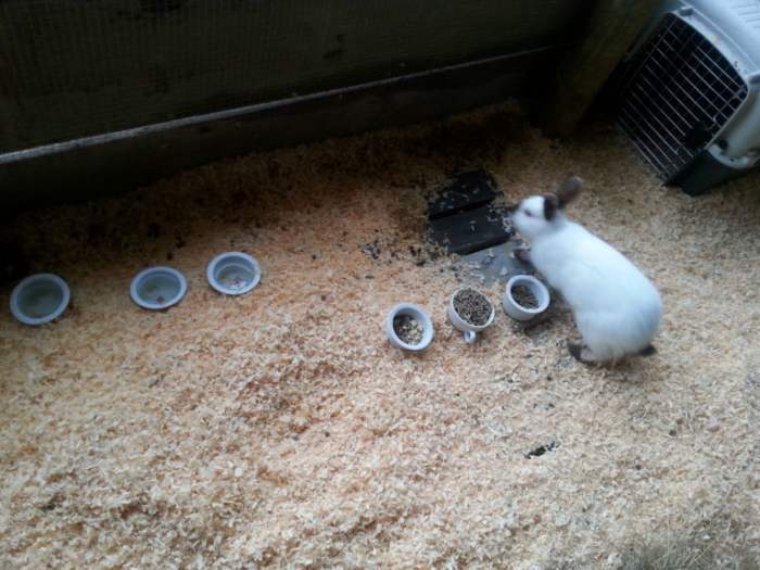 Plan the BEST Rabbit Colony Setup Housing Meat Rabbits in a Colony