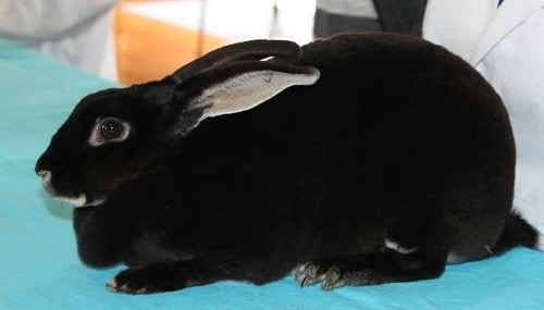 Best meat rabbits breeds for the homestead