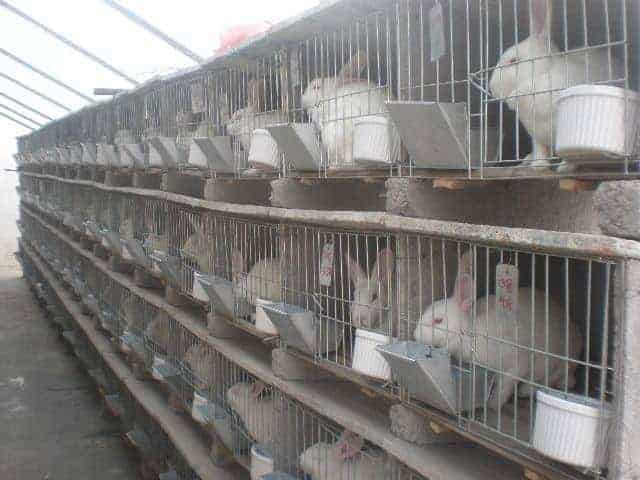 Commercial rabbit outlet feeders