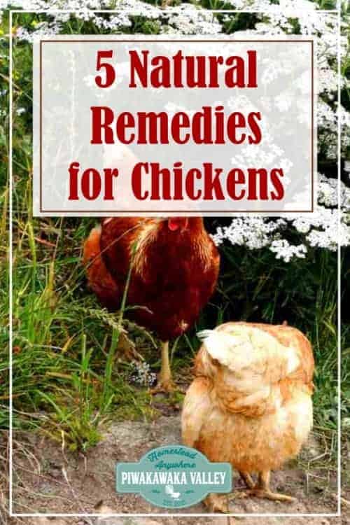 5 Natural Home Remedies For Sick Chickens Natural Antibiotics For