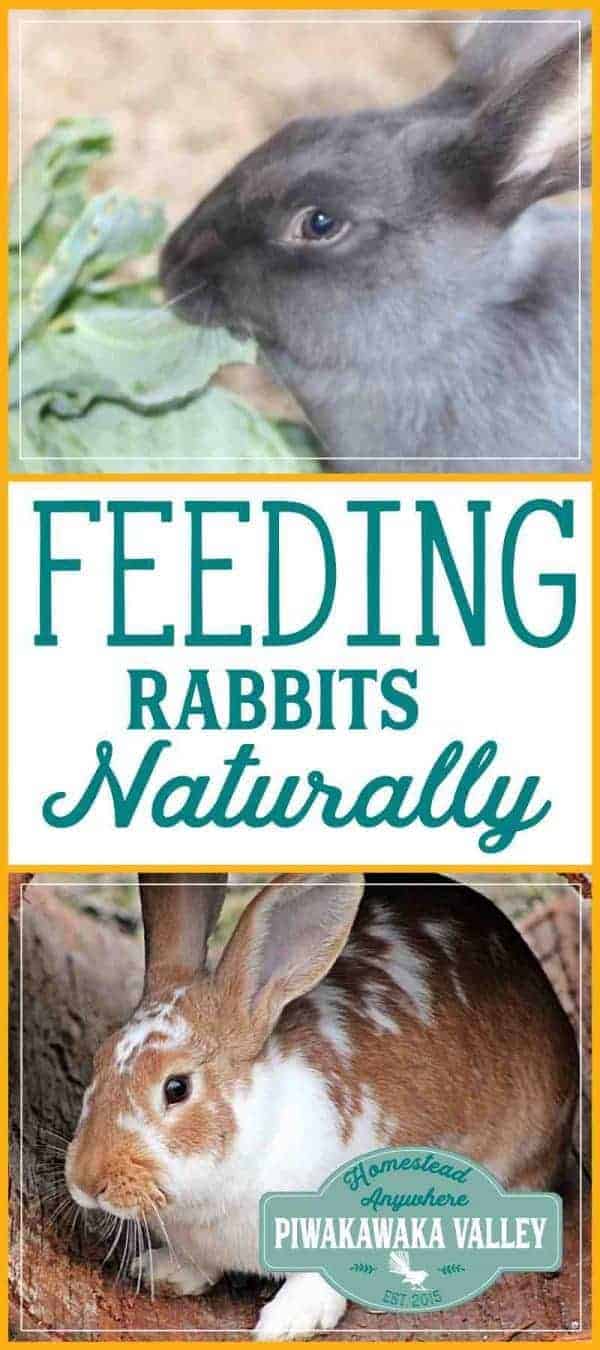 Feeding rabbits without pellets Natural rabbit food ideas