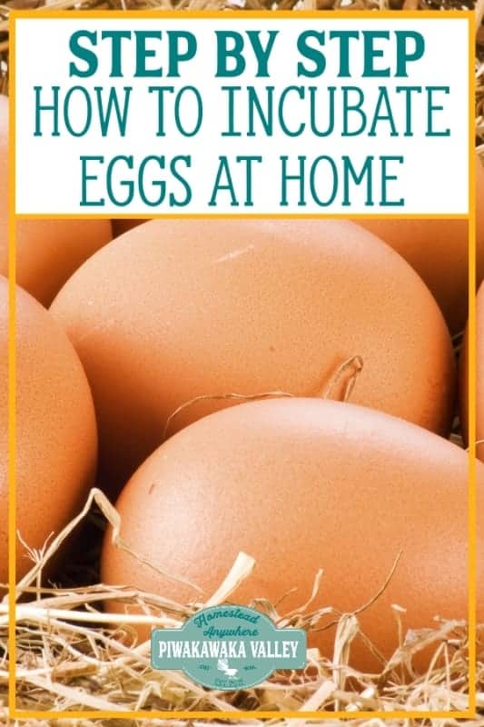 incubate eggs at home