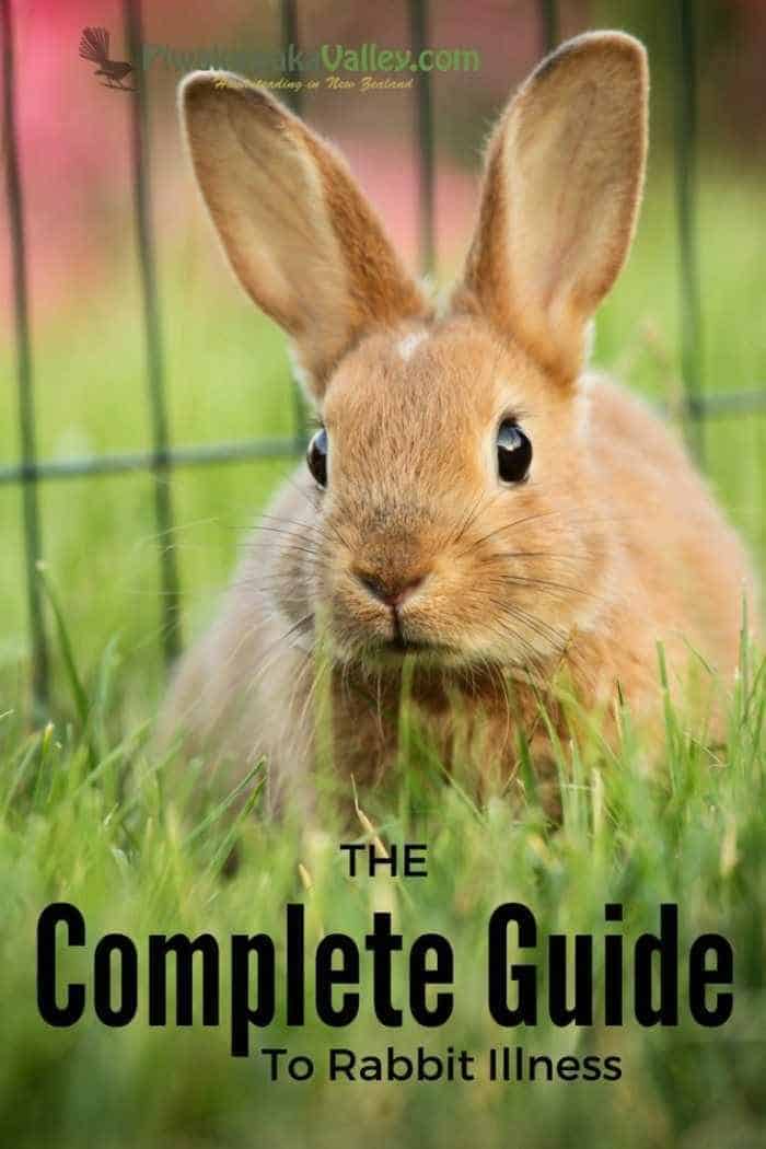 The Complete Guide to Rabbit Illness and Disease