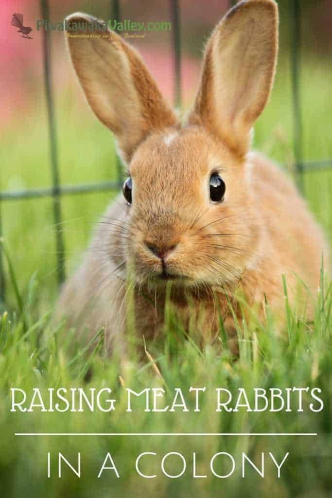 Colony vs Cage Rabbits | What is the best way to raise rabbits?