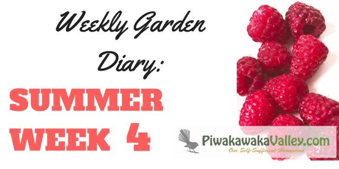 Not sure what you should be doing in the garden this week? We have you covered with our weekly garden series for zone 9 gardens summer