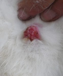 rabbit syphilis, vent disease