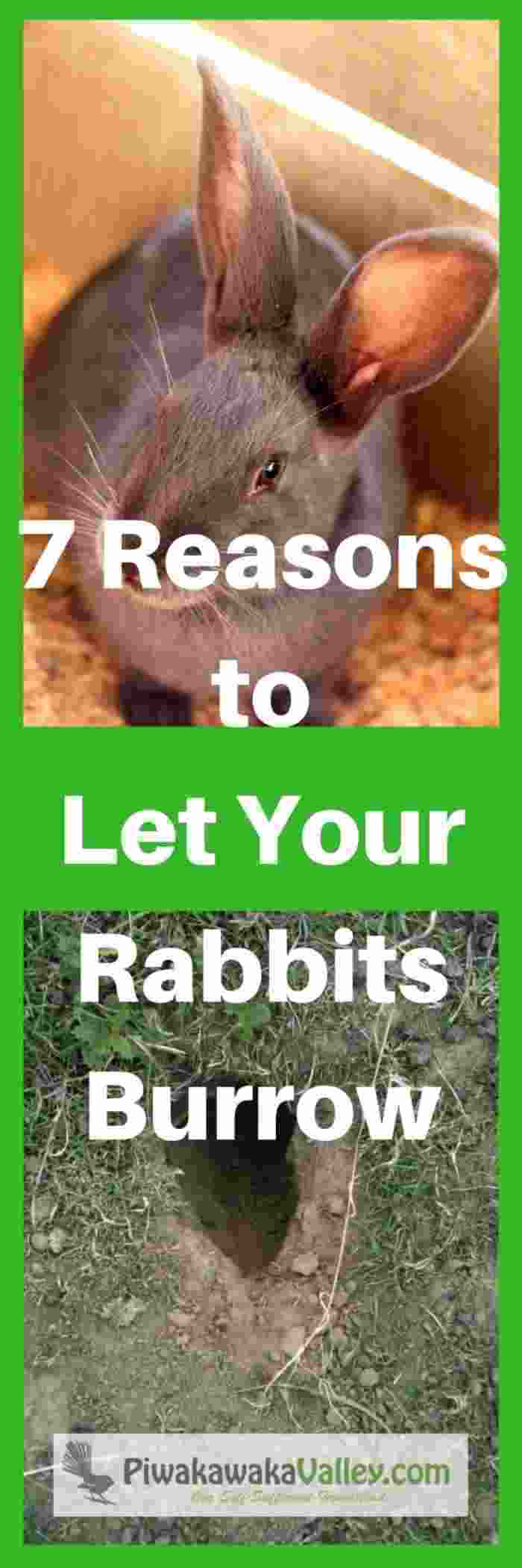 7 Surprising Health Benefits to Allowing Rabbits to Burrow in Dirt