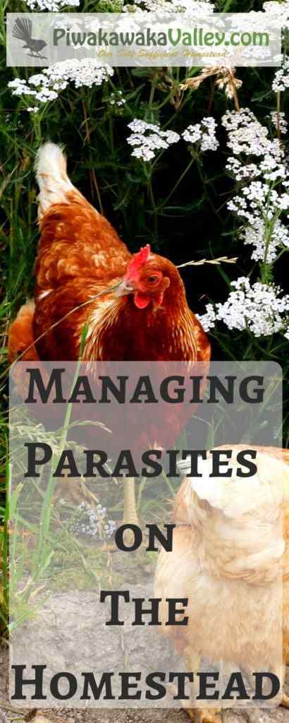 Simple, natural methods that really work! Treating fleas, lice and mites in chickens, goats, dogs, cats, cows and horses.