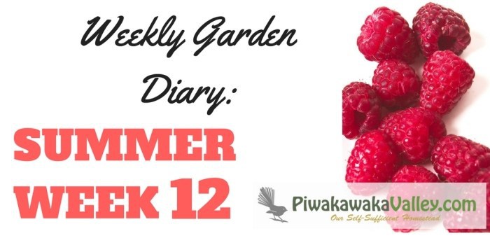 Not sure what you should be doing in the garden this week? We have you covered with our weekly garden series for zone 9 gardens