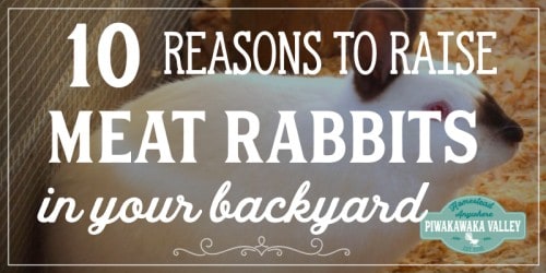 backyard meat rabbits