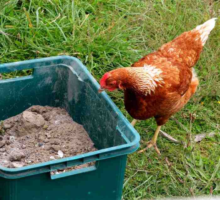 Medicated dust bath, treating lice and mites