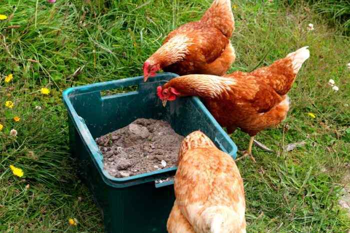 the ultimate Chicken dust bath