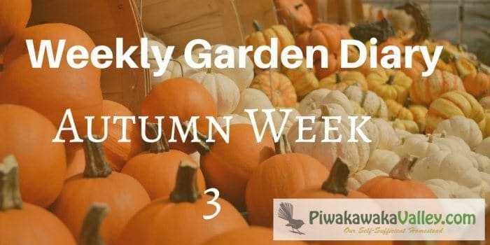 zone 9 weekly garden diary for autumn / fall week 3