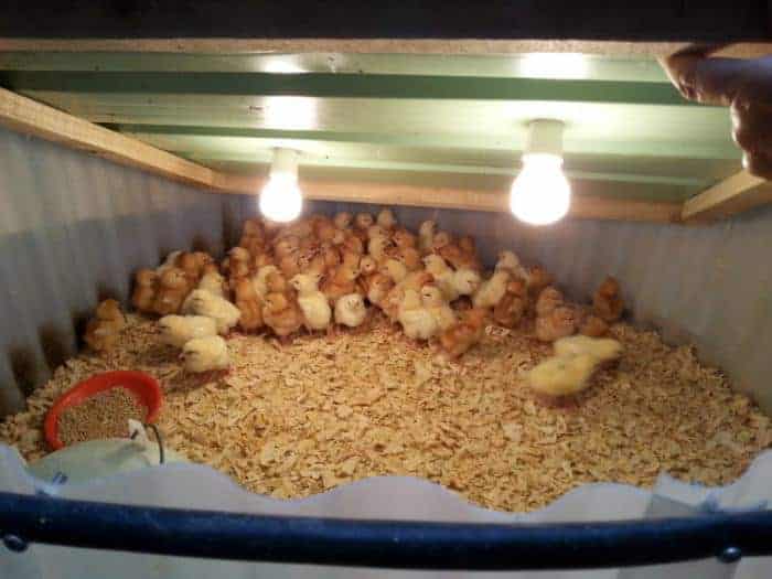 DIY expanding chick raiser, brooder for chickens made from simple materials for cheap.