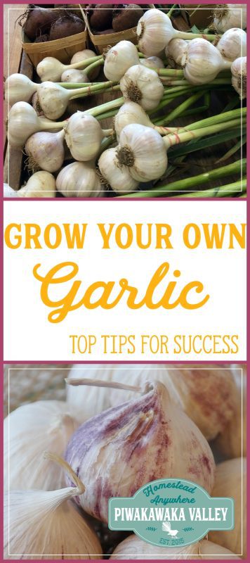 Growing your own garlic is so super easy. I challenge you to give it a go this year! Growing garlic as a cash crop is a legitimate option for making money from your garden.