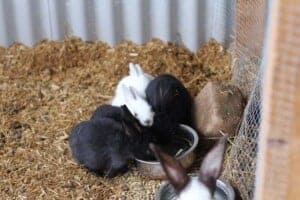 Do you want to know how to grow big, healthy meat rabbits naturally but effectively? Find out how today!