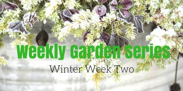 Not sure what you should be doing in the garden this week? We have you covered with our weekly garden series for zone 9 gardens summer