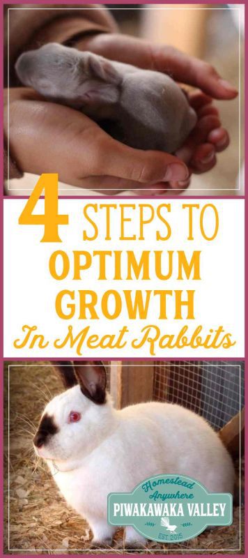 Do you wonder if your rabbits are growing as well as they could be? There are a few tips and tricks to make sure your meat rabbits are growing optimally. Find out more here. #meatrabbits #homesteading #colonyrabbits