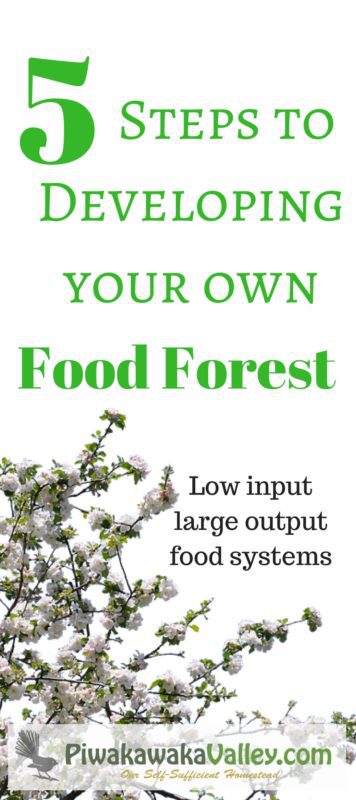 Growing a food forest is a great way to use permaculture to ensure you have a sustainable, organic, perennial food production space in your backyard. We include 5 steps to creating a food forest at your place. 