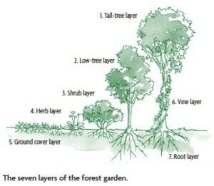 Backyard Food Forest Layout - 5 Easy Steps to A High Production Food Forest