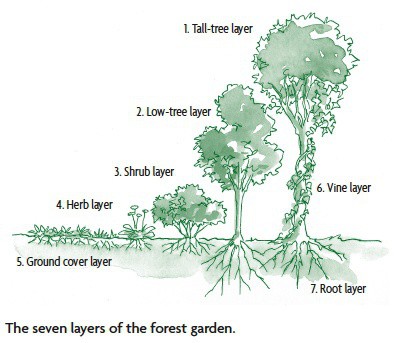 The 7 layers of a food forest from Gaia's Garden