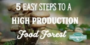 Growing a food forest is a great way to use permaculture to ensure you have a sustainable, organic, perennial food production space in your backyard. We include 5 steps to creating a food forest at your place.