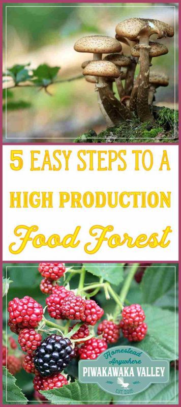 Growing a food forest is a great way to use permaculture to ensure you have a sustainable, organic, perennial food production space in your backyard. We include 5 steps to creating a food forest at your place.