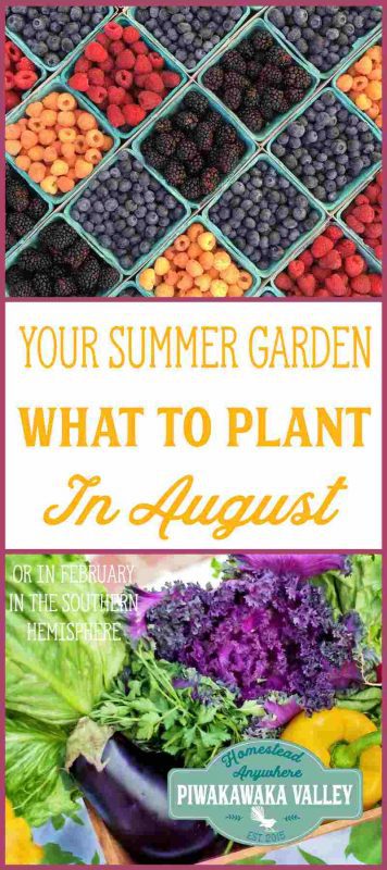 Knowing what to plant in your garden in August is very helpful for planning your garden. This is also what people in the southern hemisphere should plant in February!