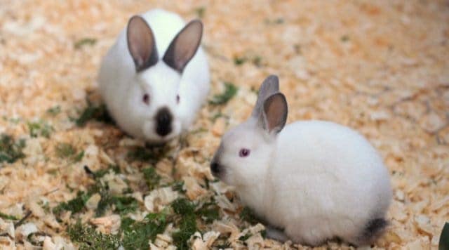 Healthy rabbits and preventing illness in your rabbitry.