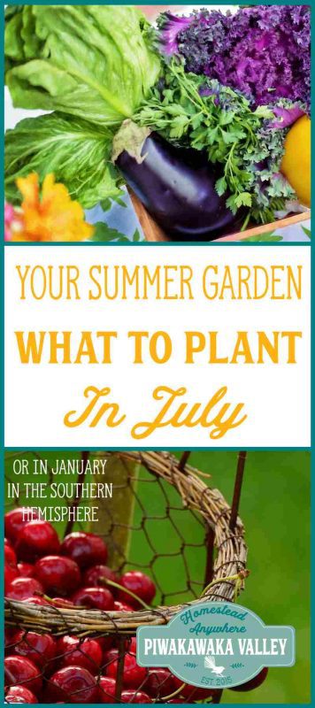 How do you what to plant in your vegetable garden in June? Gardening information sure can get a bit confusing at times! You may get a book to follow along with what to plant in the garden week by week. But unless it is written for your specific area, you will probably struggle if you follow it. Here I will show you what to plant in your vegetable garden in June if you are in the Northern Hemisphere and what to plant in your vegetable garden in December if you are in the Southern Hemisphere.