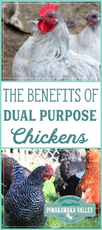Dual purpose breeds are all the rage in self sufficiency, homesteading and prepping groups. Here are the real benefits to owning dual purpose hens. #chickens #homesteading #selfsufficiency