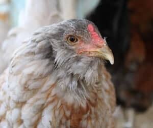 egg laying chicken breeds