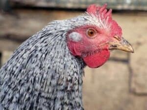 Barred Plymouth Rock Chicken