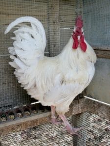 egg laying heritage breeds