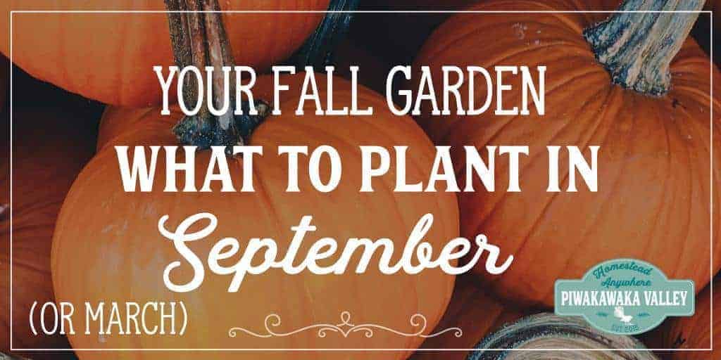 Knowing what to plant in your garden in September is very helpful for planning your garden. This is also what people in the Southern hemisphere should plant in March!