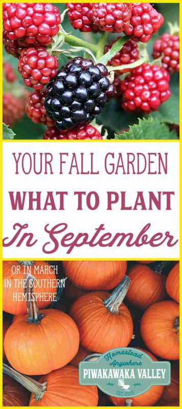 Knowing what to plant in your garden in September is very helpful for planning your garden. This is also what people in the Southern hemisphere should plant in March!