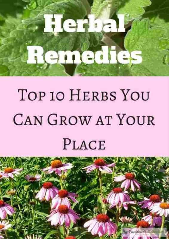 Have you thought about growing medicinal herbs at home but don't know where to start? Here I will show you my top 10 herbs to grow in your garden and their common uses. #gardening #herbs #prepping
