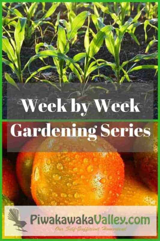 Week by week gardening series following permaculture principles for US Zone 8, Us Zone 9 and US zone 10. Follow along each week to see what you need to be doing.