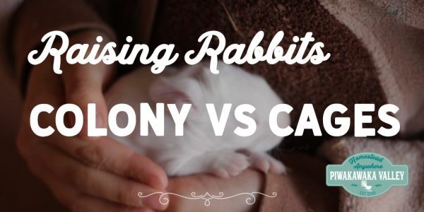 7 Surprising Health Benefits to Allowing Rabbits to Burrow in Dirt