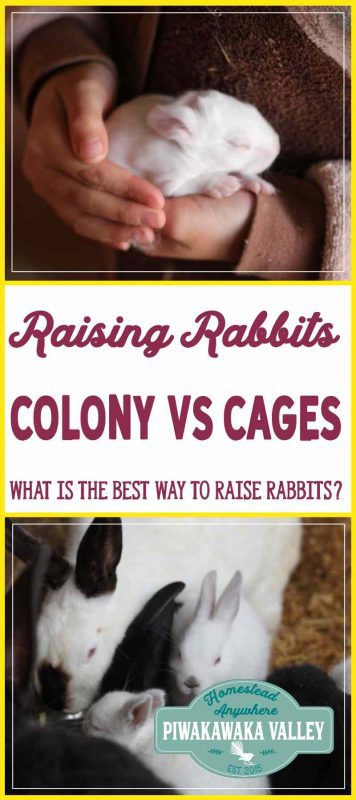 Do you have rabbits or are looking at getting them in the future? Are you looking for a more natural way of raising rabbits in your backyard? I have put together the pros and cons of keeping rabbits in cages versus keeping rabbits in a colony. Find out more today! #rabbits #colony #meatrabbits #naturalrabbits